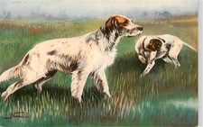 Cani cani chiens Cani da Caccia Setter inglese melato e Point su beccaccini