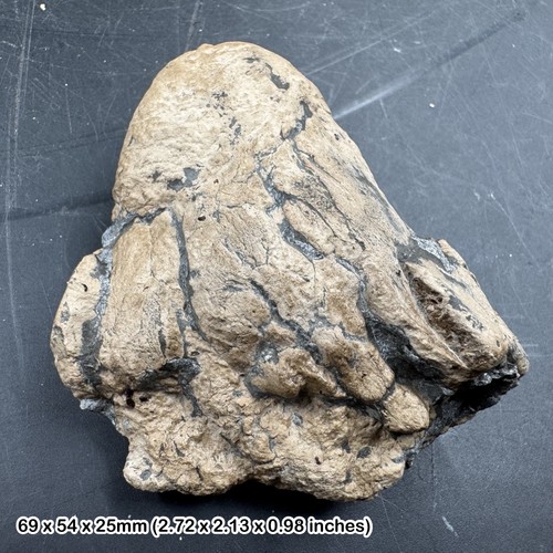 Ichthyosaur coprolite fossil - ichthyosaur,