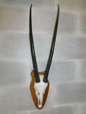 Corna Di Antilope Dalla