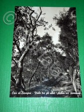 Cartolina Cavi di Lavagna Viale tra gli ulivi ( Antica via Romana ) 1955 ca