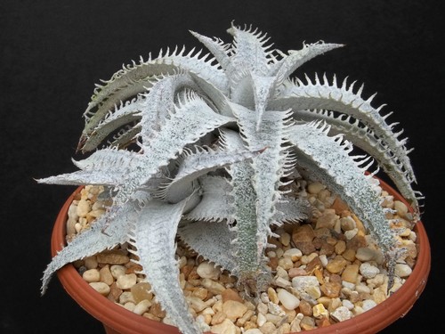 Dyckia marnier lapostolei - dyckia,
