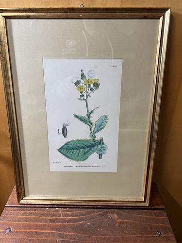 Quadro con antica - con, litografia