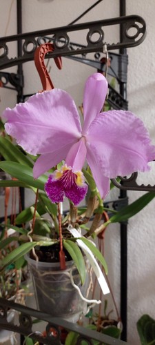 Cattleya lueddemanniana alba - , x