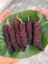 1 Bareroot "Mulberry" Pakistan