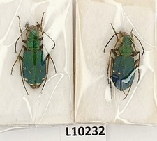 Carabidae, Cicindela