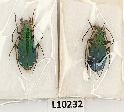 Carabidae cicindela - carabidae,,