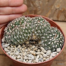 Notocactus uebelmannianus