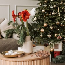  Arredamento Del Tavolo Della