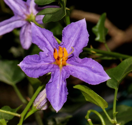 Semi solanum trilobatum - semi,