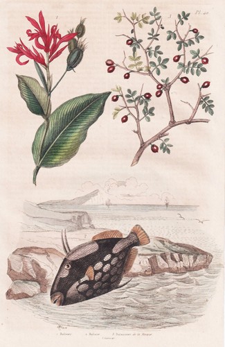 Tubo fiore canna botanica