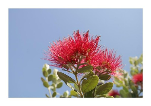 30x metrosideros umbellata - metrosideros,