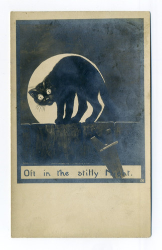 Gatto arcuato dorso - ,, luna