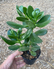 Crassula ovata pianta da - crassula,