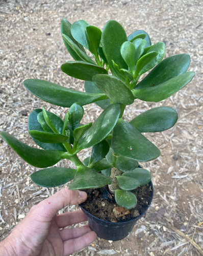 Crassula ovata pianta - crassula,
