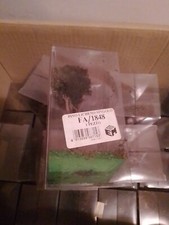 25 X  PINO LICHENO  11