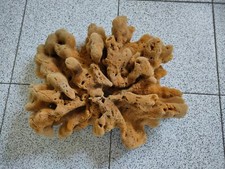 Conchiglia SPUGNA DI MARE naturale SPONGIA OFFICINALIS mm 390 x 310
