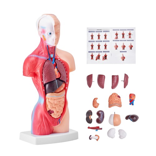 Vevor modello anatomico del - modello,
