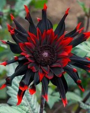 20x Moulin Rouge, semi rari di girasole rosso e nero, fiore di Helianthus Annuus