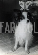 Foto vintage Cani, 1955, Cane Papillon, Stampa 21 x 15 cm
