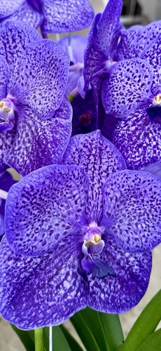 Vanda blue heaven nuovo - vanda,