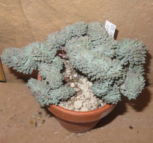 Echeveria chrissy ryan - echeveria, cv