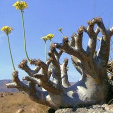 Pachypodium densiflorum var