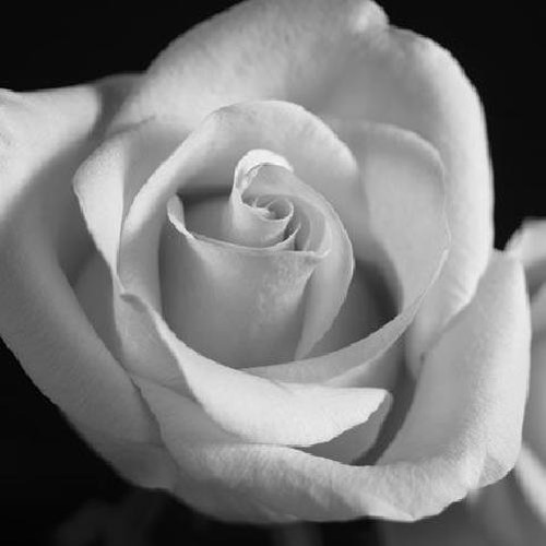 Gaetano open rose edizione - open,