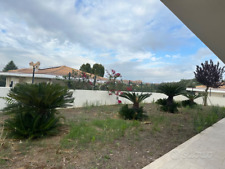 PIANTE CYCAS - ESPIANTO E RITIRO A CARICO DELL'ACQUIRENTE