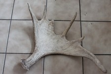 CORNA DI ALCE SVEDESE