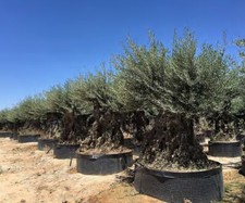 Ulivo olivo "Olea europea" bonsai in mastello cfr. tronco 200/250 cm FOTO REALI