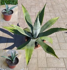 Pianta agave americana vaso - americana, in