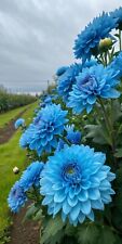Sale2231 Dahlia blue Walery