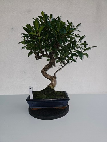 Bonsai ficus microcarpa - ficus,