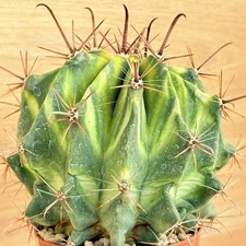 Ferocactus gracilis - , f