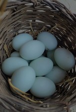10 UOVA FECONDE FERTILI