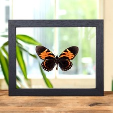 Tiger Butterfly In Clear Glass Frame (Papilio bachus)