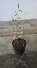 Pianta bambu bamboo Cinese Phyllostachys gigante in vaso 3 L h 50 - 60 cm bambu'