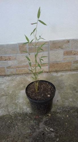 Pianta bambu bamboo - , cinese