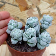 Crassula deceptor vaso cm - vaso,
