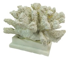 Corallo Bianco Led 16x16x13