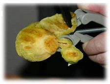 Innovativo sbuccia fico d'india - MAI PIU' SPINE - IDEA REGALO - SICILIA