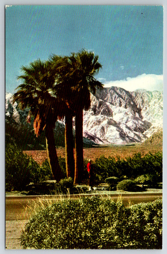 C1960s san jacinto palm - c1960s, mt