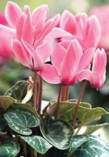 Ciclamino Rosa – 30 Semi – Fiori Invernali, Colore Delicato, Alta Germinabilità,