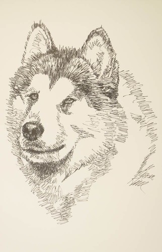 Alaskan malamute ponte - alaskan,