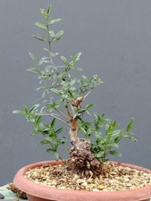  Pre Bonsai Olivastro 30x12cm
