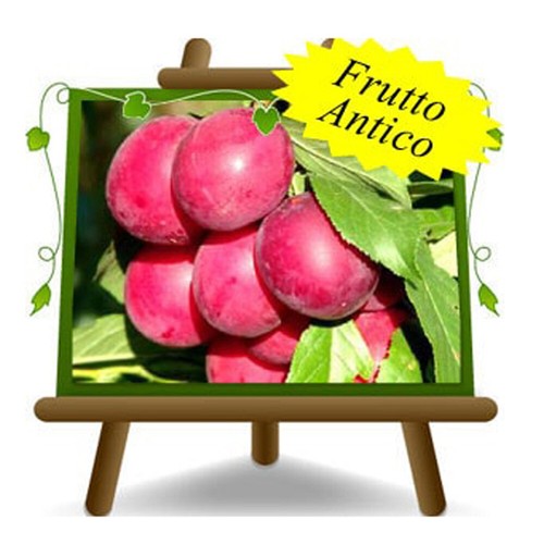 Susini omega pianta - omega,
