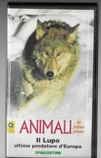 Lupo animali primo - il, in