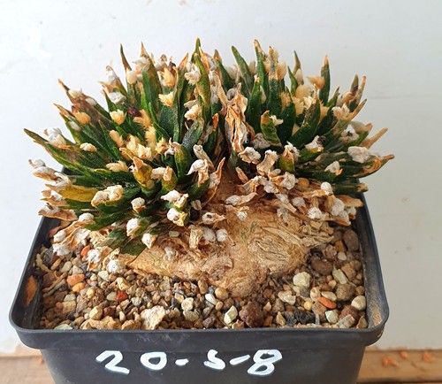 Antico ariocarpus agavoides - antico,
