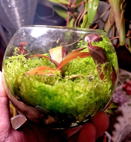 Mini terrario nepenthes - mini,