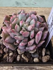 Echeveria bradburiana - echeveria,